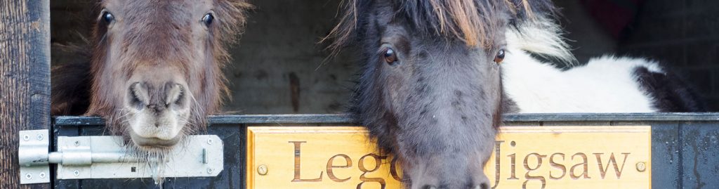 Worstead and District RDA 2 Horses in their stables
